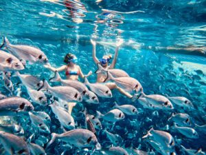 Dolphin watching cruise Rhodes